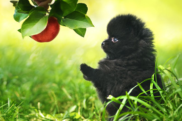 Black fluffy puppy of pomeranian spitz. Dog on green grass in su
