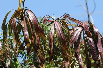 Oleander fruit - seeds