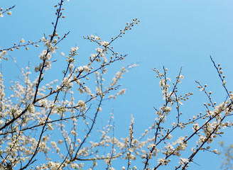 The cherry blossom tree with blue sky