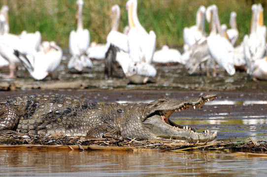 Crocodile with pelicans