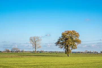 Fototapete Baum in einer holländischen Landschaft © mikevanschoonderwalt