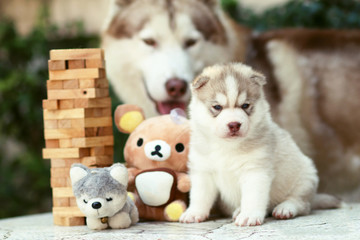 puppy dog siberian husky - 74589585