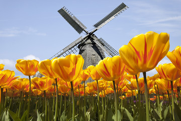 Naklejka premium Tulipany w Holandii z wiatrakiem