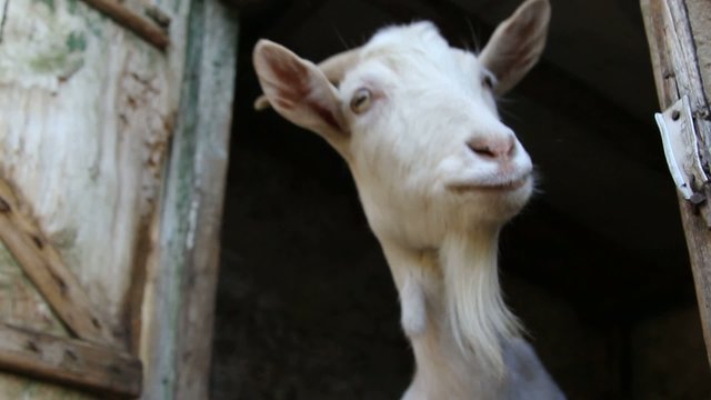 White goat looking and sniffing the camera