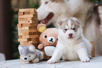 puppy dog siberian husky - 74589725