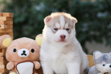 puppy dog siberian husky - 74590175