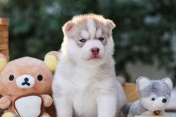 puppy dog siberian husky - 74590322