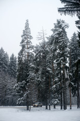 Машина едет по дороге вдоль леса