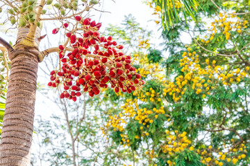 Bunch of Areca catechu fruits  Areca catechu trees is the areca