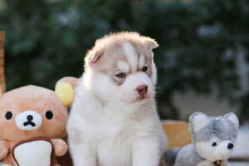 puppy dog siberian husky - 74590501