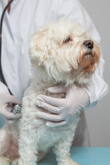 tierarzt hört hund ab