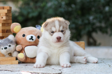puppy dog siberian husky - 74590745