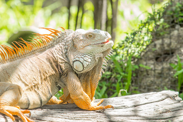 Iguana