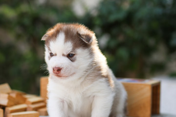 puppy dog siberian husky - 74590962