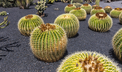 Goldkugelkaktus (Echinocactus Platyacanthus)