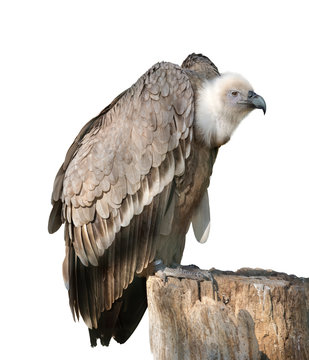 Griffon vulture On White