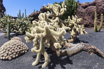 Kaktus (Opuntia Bigelovil)  vorkommen in  Arizona 