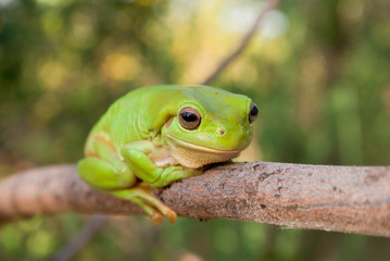 Green Tree Frog (Litoria caerula), Australia