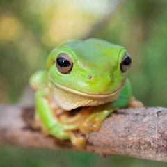 Green Tree Frog (Litoria caerula), Australia