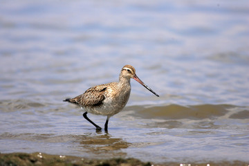 Bar-tailed Godwit (Limosa lapponica) in Japan