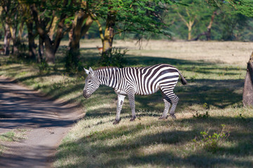 Zebra in the grasslands
