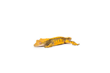 Crested Gecko 