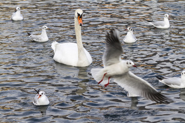 seagull on lake