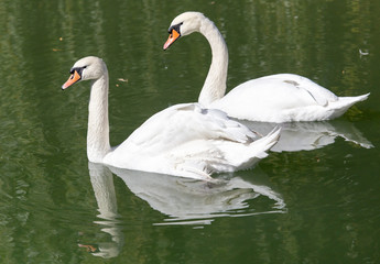 swan on the lake in the nature