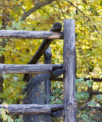 fence made of logs in nature