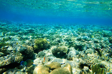 Underwater panorama with fish and coral