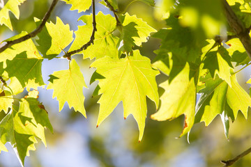 tree leaves in nature