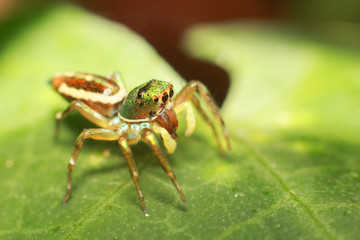 Jumping Spider is eating insect on green leaf