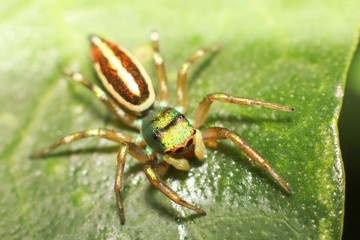 Jumping Spider is eating insect on green leaf