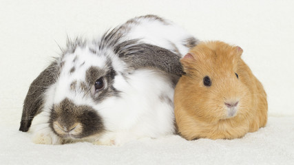 cute rabbit and a golden guinea pig on the bedspread