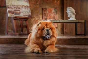 dog breed  chow chow