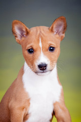 Basenji puppy on a yellow background