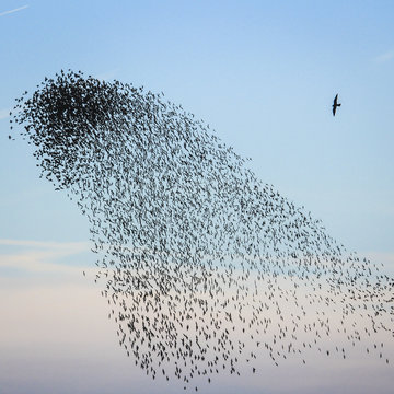v&ouml;gel