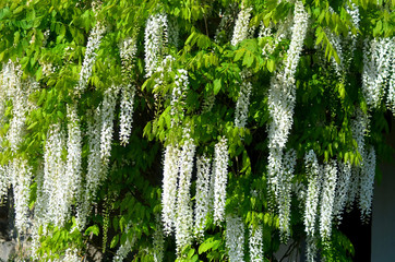 fleurs tombantes