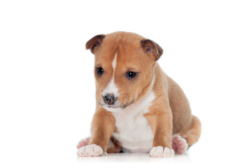 Basenji puppy, isolated on a white background