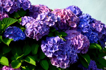 hortensias bleu