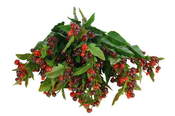 Żurawina © fotodrobik