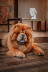 dog breed  chow chow