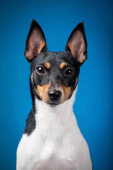 Toy fox terrier