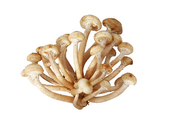 brown beech mushroom isolated on white background