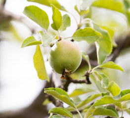 ripe apples on a tree branch