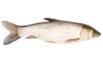 fish on a white background