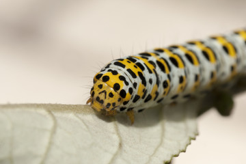 Raupe des Braunwurz-Mönchs (Cucullia scrophulariae)