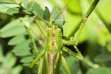 Grünes Heupferd - Tettigonia viridissima