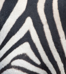 stripes on the skin of a zebra