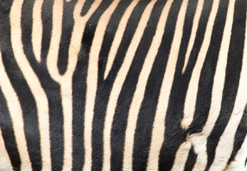 Fototapeta na wymiar stripes on the skin of a zebra